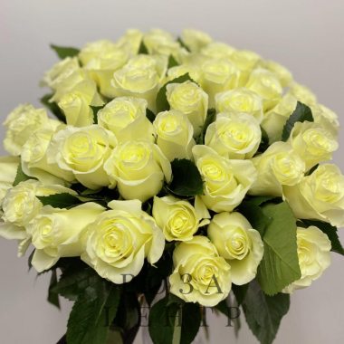 51 белая роза Эквадор 60 см