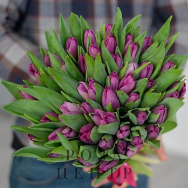 51 фиолетовый тюльпан без упаковки