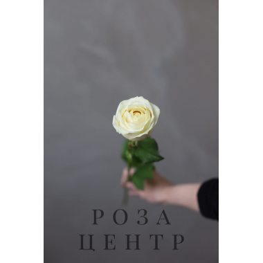 Роза сорта “Вайт Сода” (Россия)
