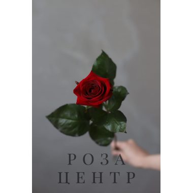 Роза Российская Ред Наоми