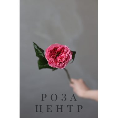 Роза Российская Пионовидная “Риджентс Парк”
