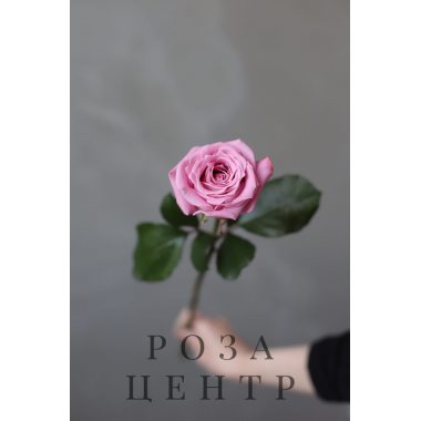 Роза Российская Маритим