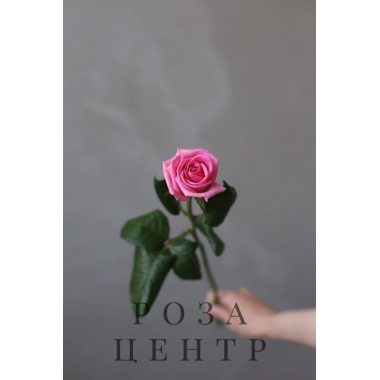 Роза сорта “Аква” (Россия)